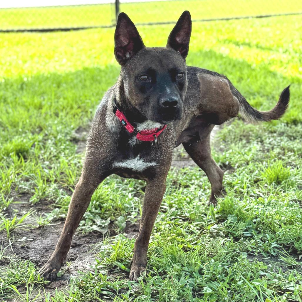 Moxie, Adoptable, Adult Female Mixed Breed.