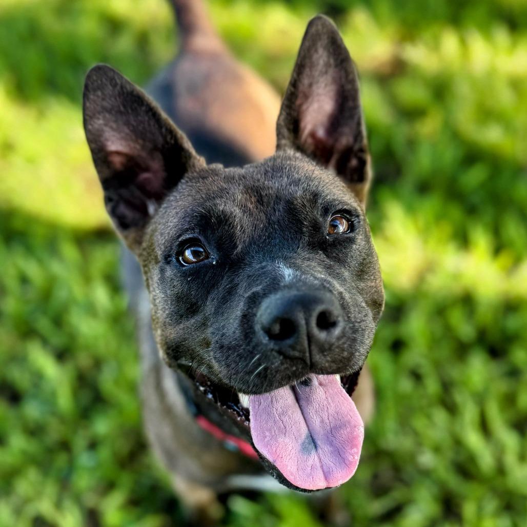 Moxie, a Adoptable Mixed Breed in Bradenton, FL image 2/6