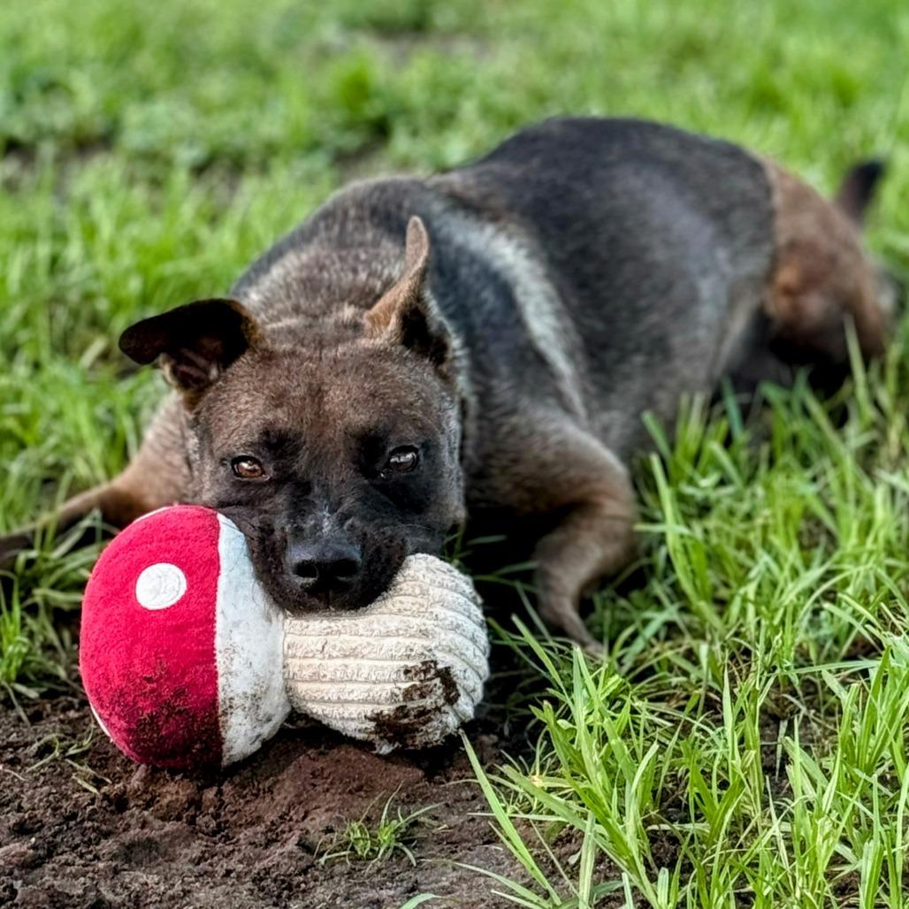 Moxie, a Adoptable Mixed Breed in Bradenton, FL image 3/6