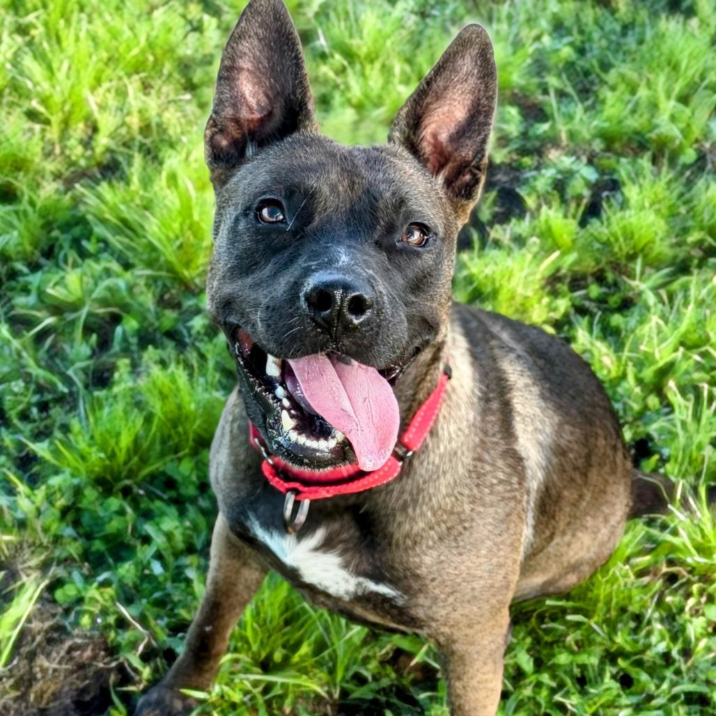 Moxie, a Adoptable Mixed Breed in Bradenton, FL image 4/6