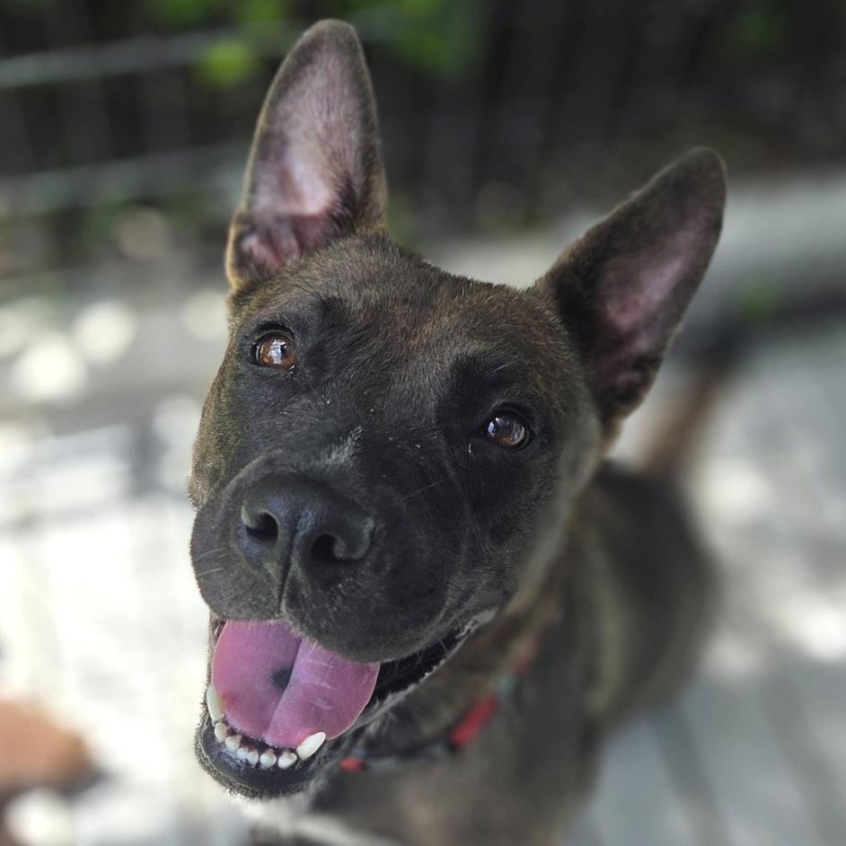 Moxie, a Adoptable Mixed Breed in Bradenton, FL image 5/6