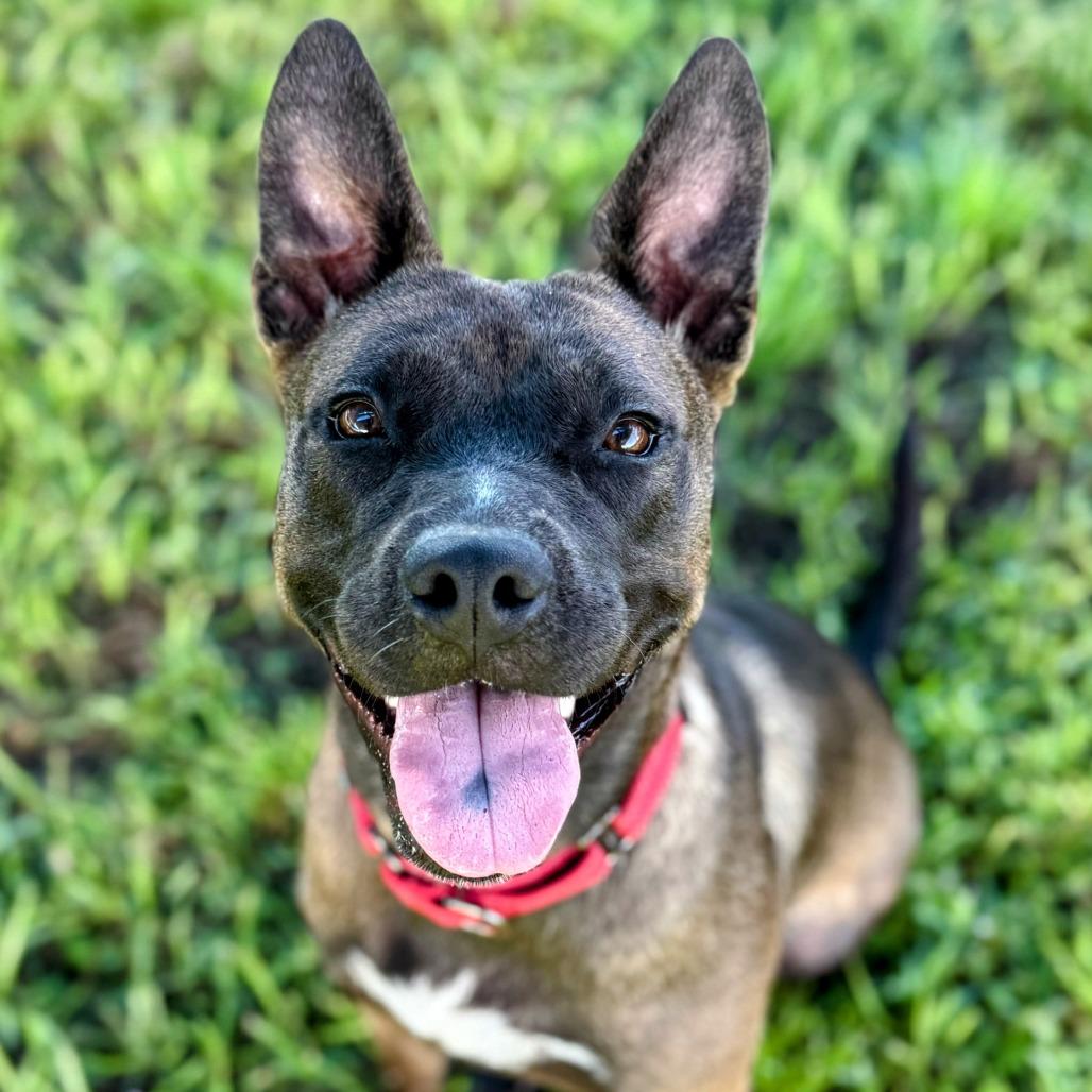 Moxie, a Adoptable Mixed Breed in Bradenton, FL image 6/6