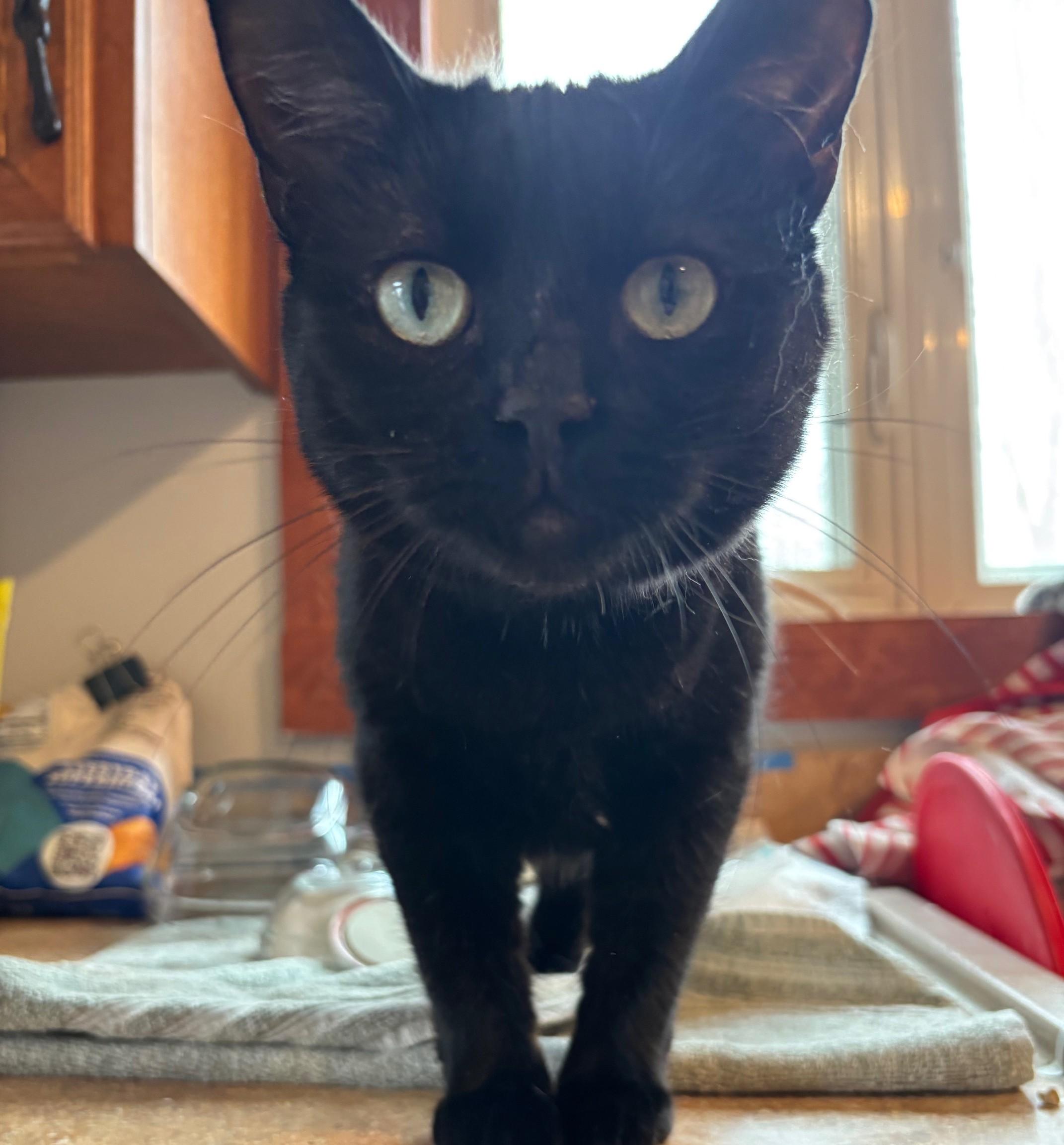 Flora, a Adoptable Domestic Short Hair in Warrenville, IL image 6/6