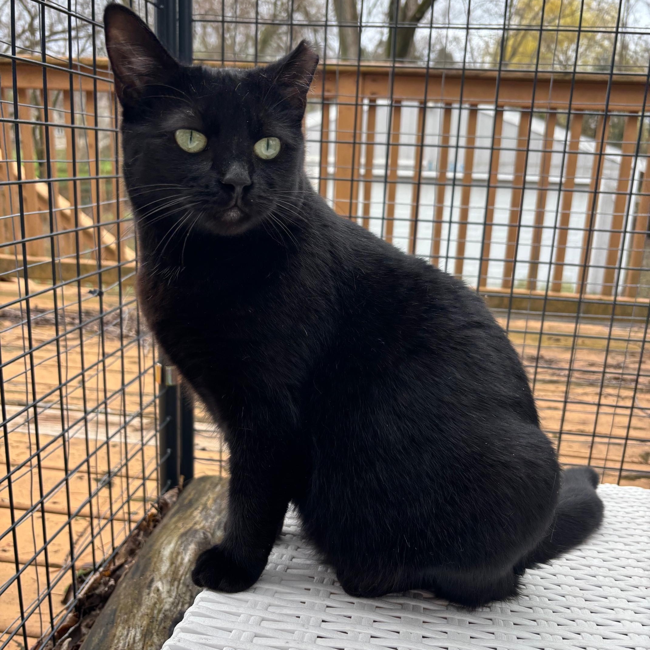 Flora, a Adoptable Domestic Short Hair in Warrenville, IL image 4/6