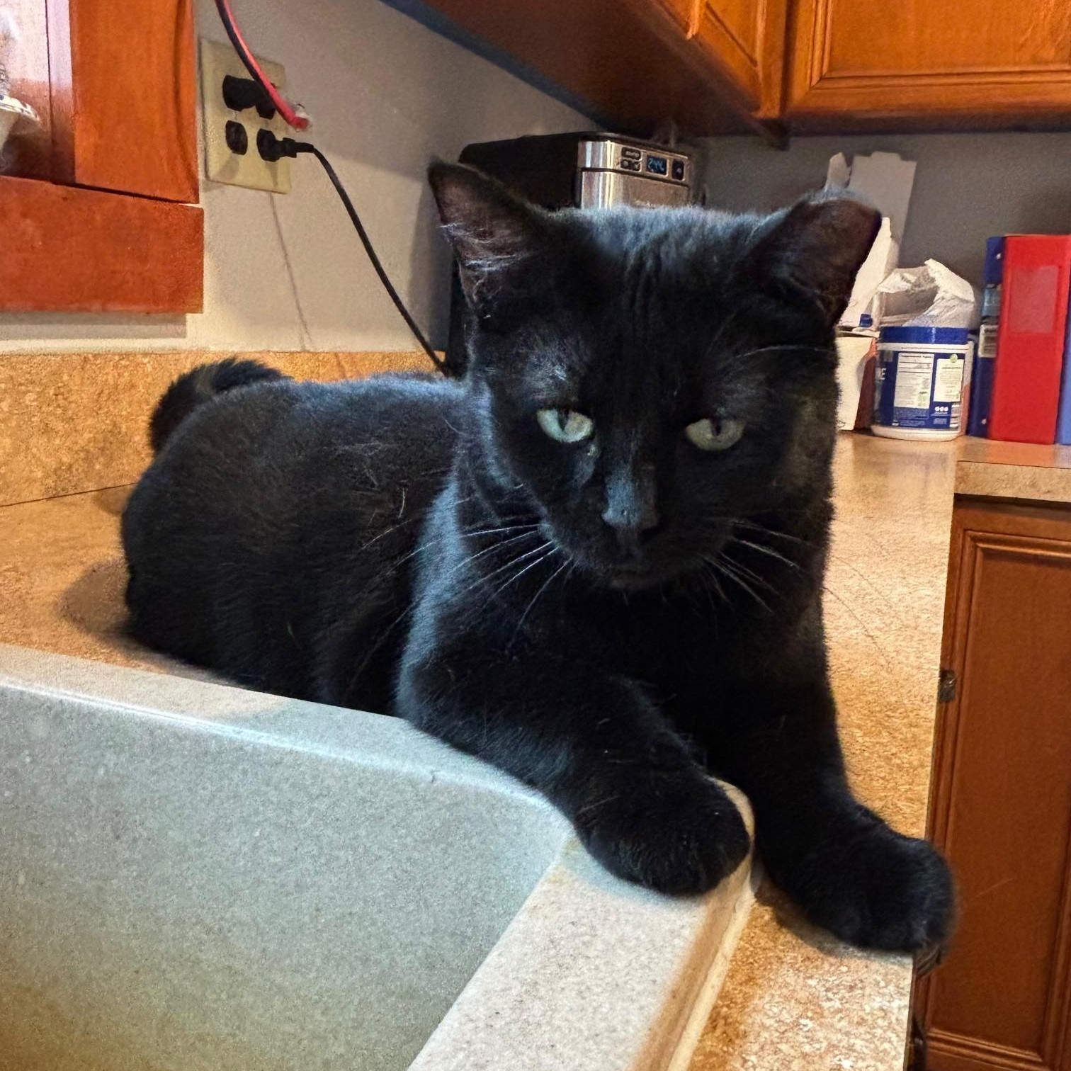 Flora, a Adoptable Domestic Short Hair in Warrenville, IL image 2/6