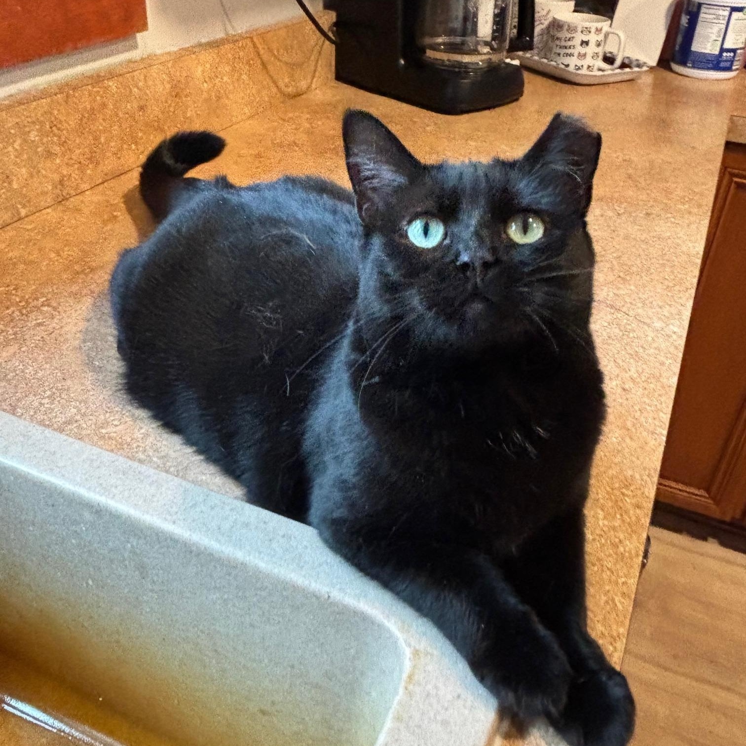 Flora, Adoptable, Adult Female Domestic Short Hair.