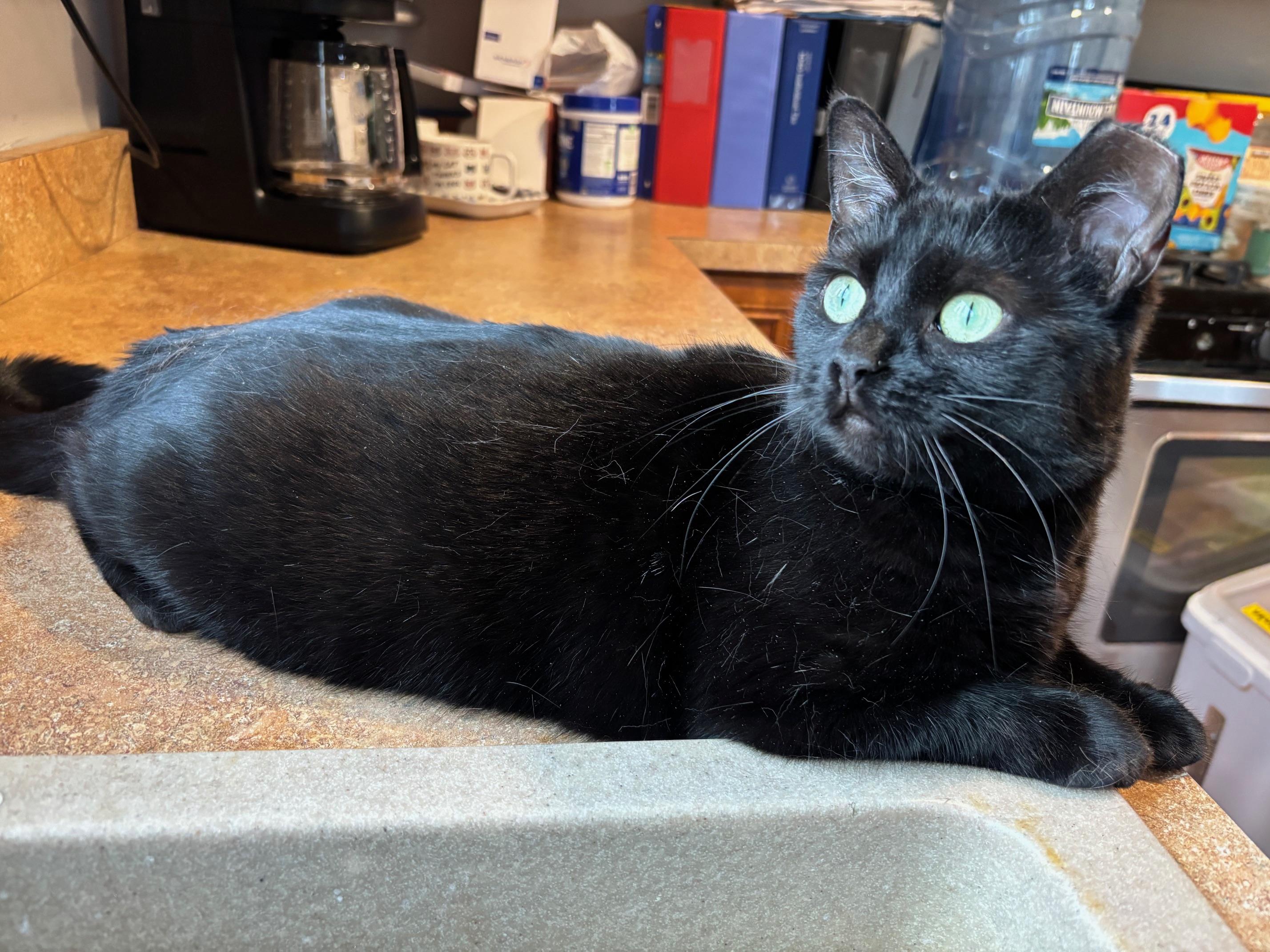 Flora, a Adoptable Domestic Short Hair in Warrenville, IL image 3/6