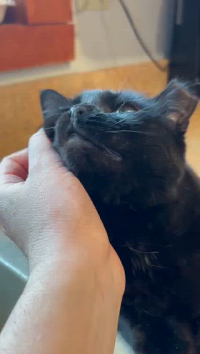 Enlarge Flora, a Adoptable Domestic Short Hair in Warrenville, IL video 5/6