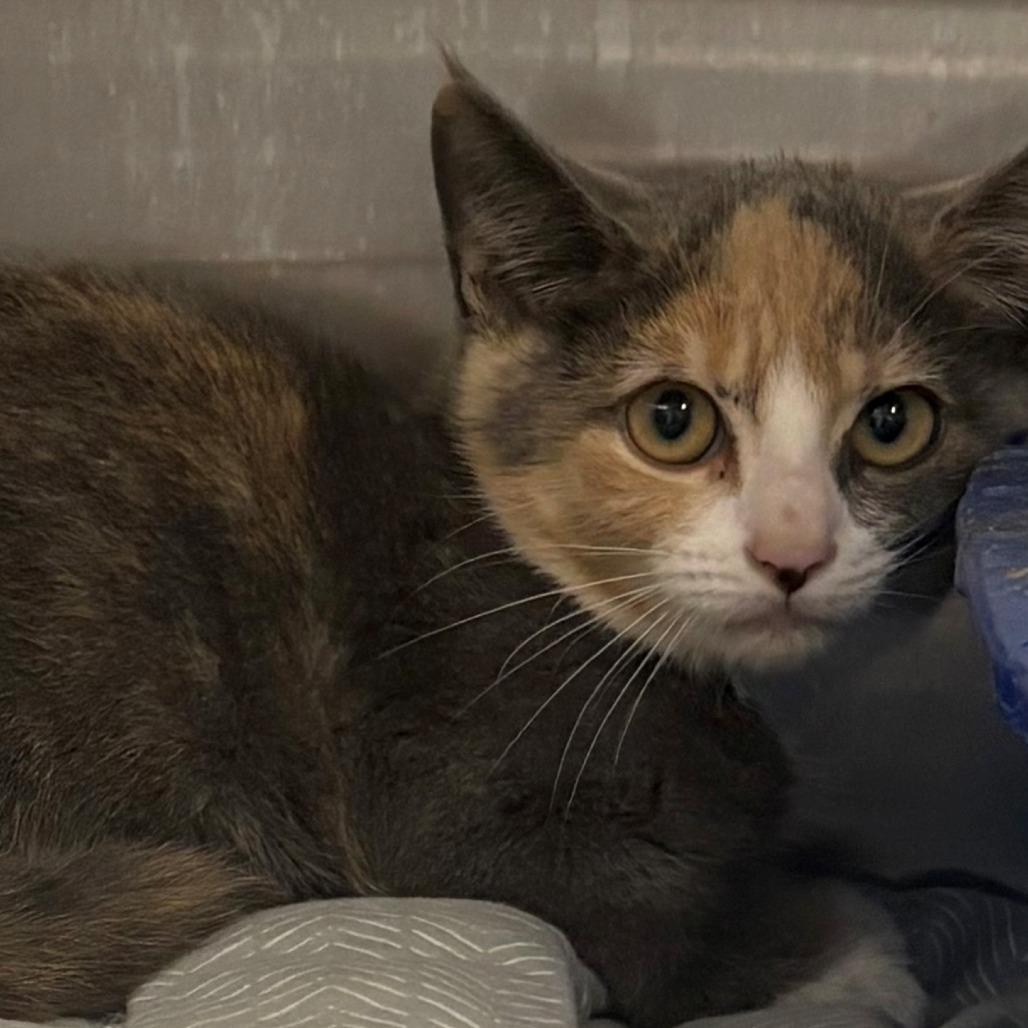 June, Adoptable, Kitten Female Domestic Short Hair.