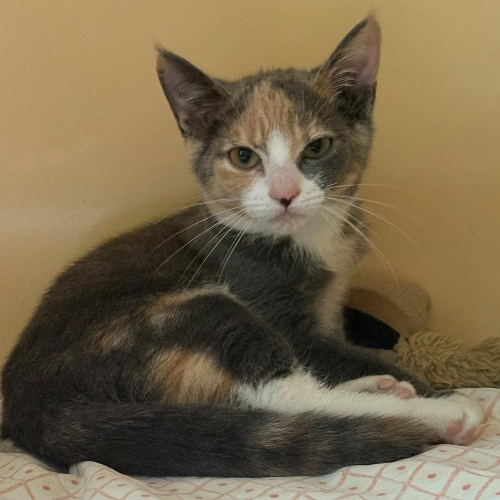 Enlarge June, a Adoptable Domestic Short Hair in East Hanover, NJ image 2/3
