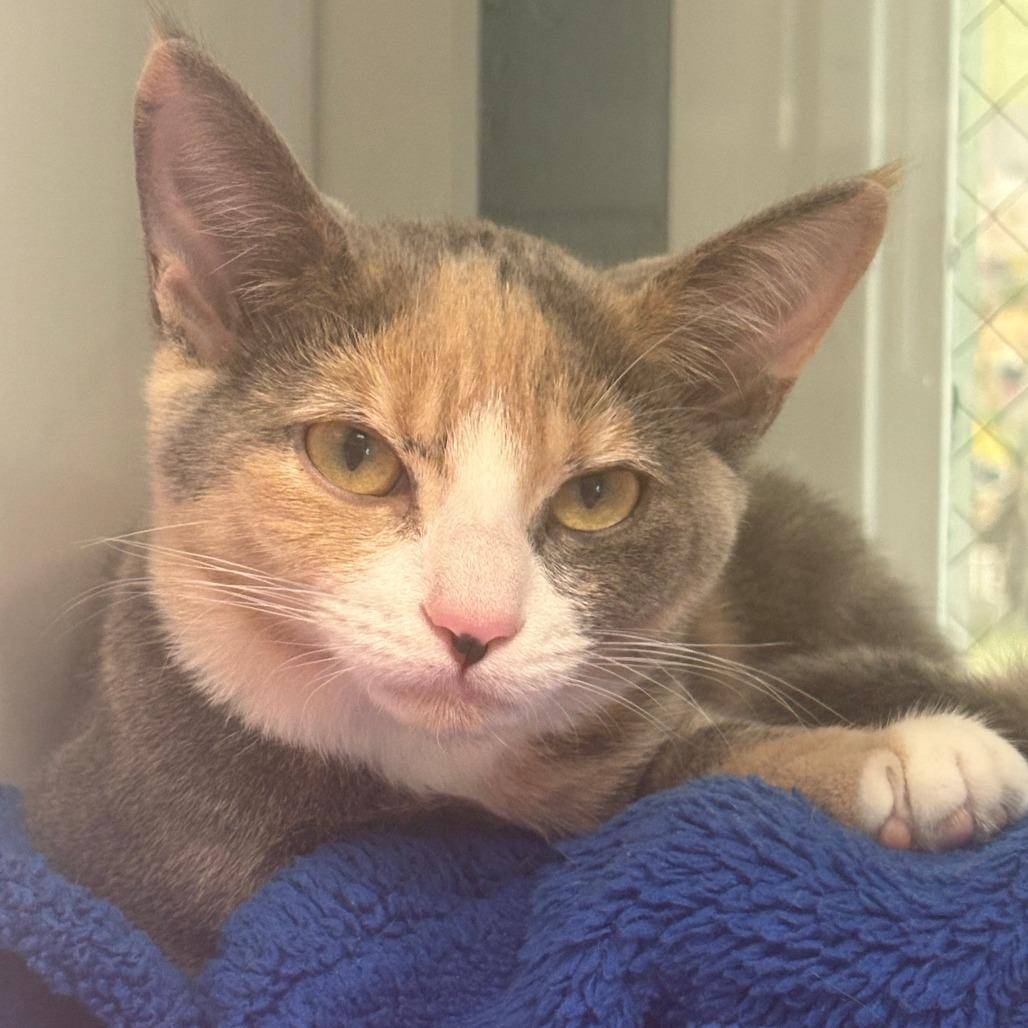 Enlarge June, a Adoptable Domestic Short Hair in East Hanover, NJ image 3/3