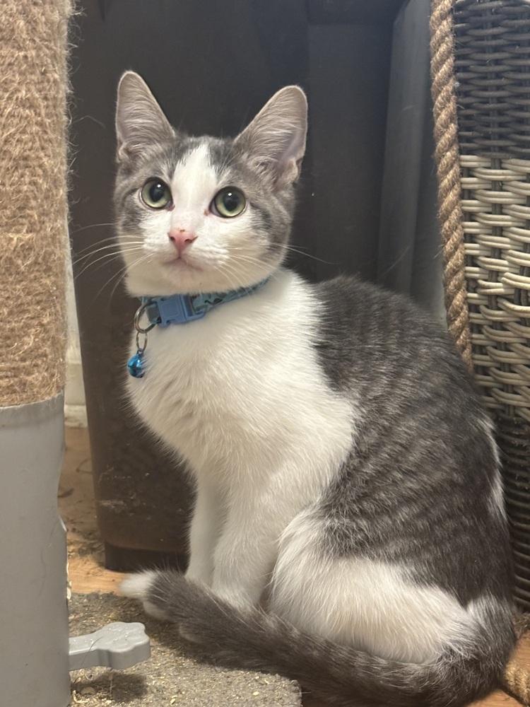 Enlarge Randall, a Adoptable Domestic Short Hair in Palatine, IL image 1/3