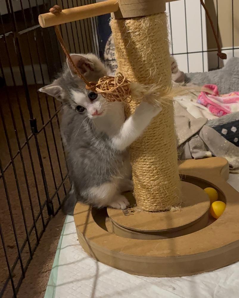 Randall, Adoptable, Kitten Male Domestic Short Hair.