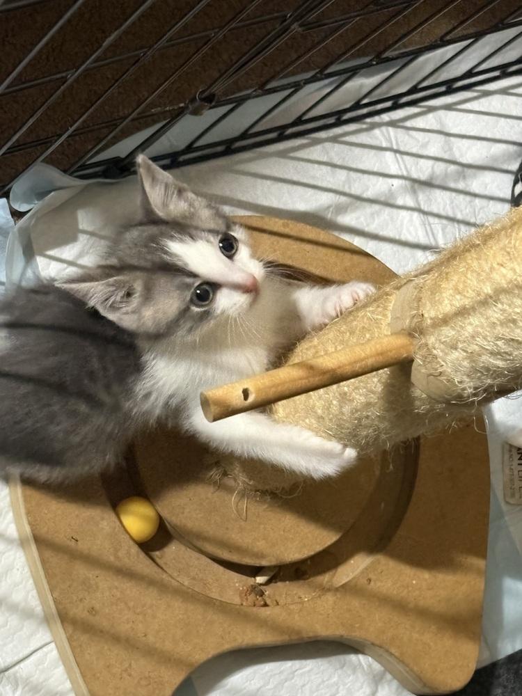 Randall, a Adoptable Domestic Short Hair in Palatine, IL image 2/2