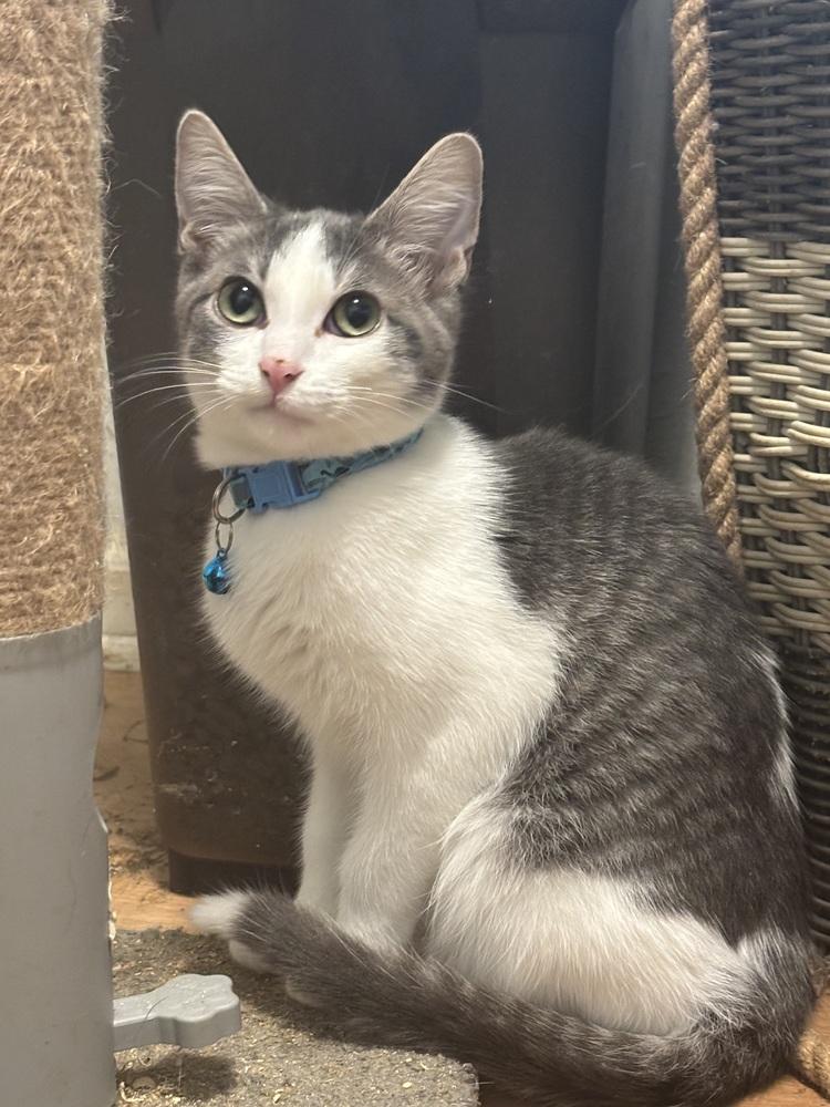 Enlarge Randall, a Adoptable Domestic Short Hair in Palatine, IL image 2/3