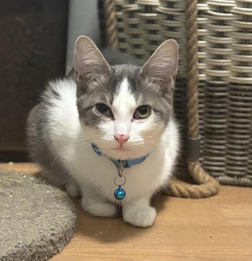 Enlarge Randall, a Adoptable Domestic Short Hair in Palatine, IL image 3/3
