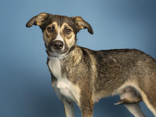 RUSSET, Adoptable, Young Female German Shepherd Dog & Mixed Breed.