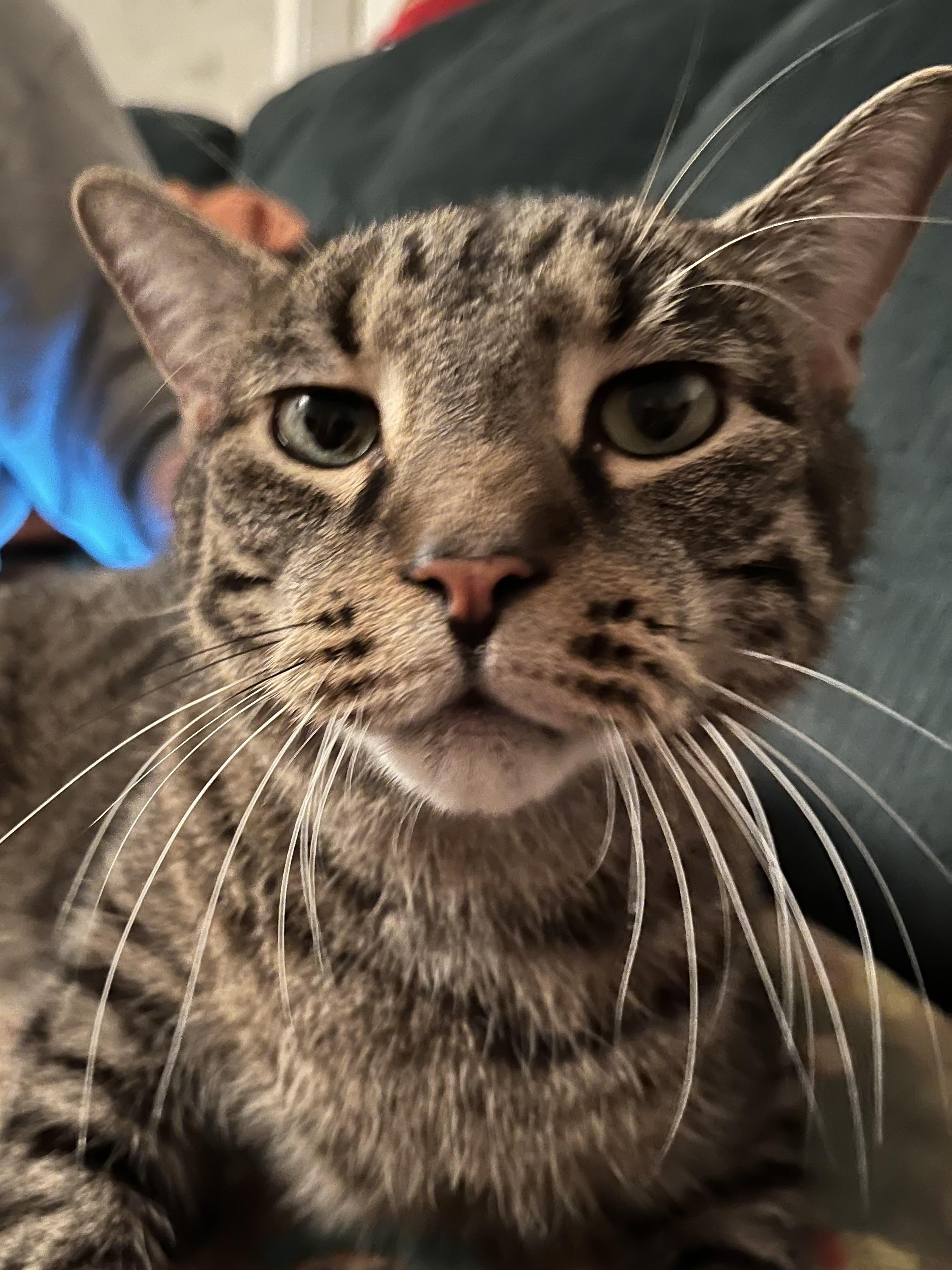 Enlarge Zeppelin & Floyd, a Adoptable Domestic Short Hair in Canton, MA image 1/6