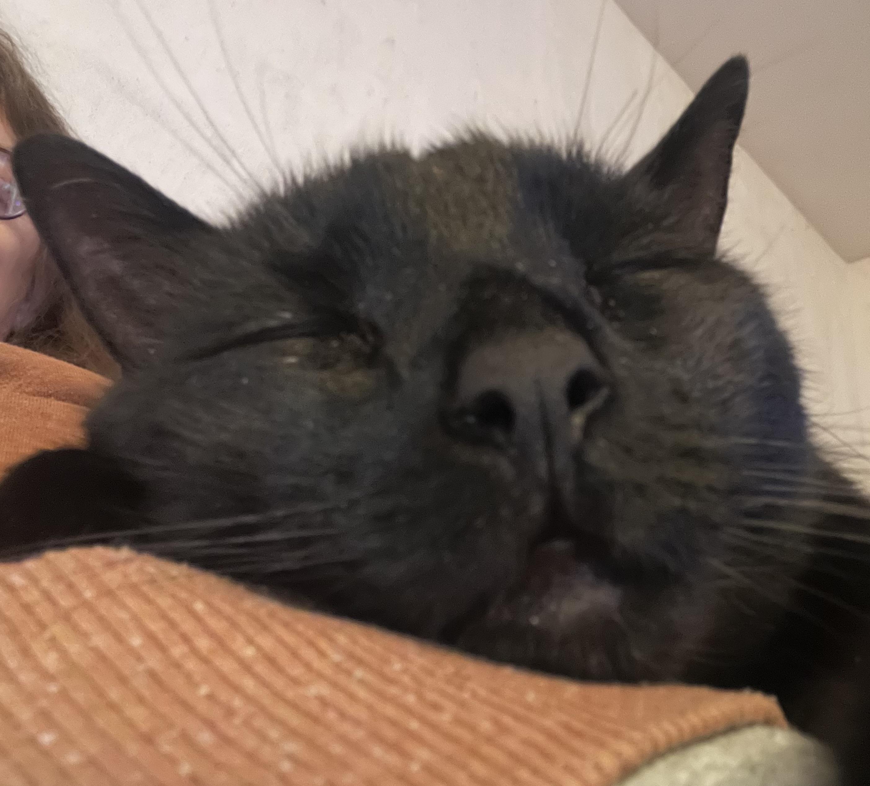 Enlarge Zeppelin & Floyd, a Adoptable Domestic Short Hair in Canton, MA image 5/5