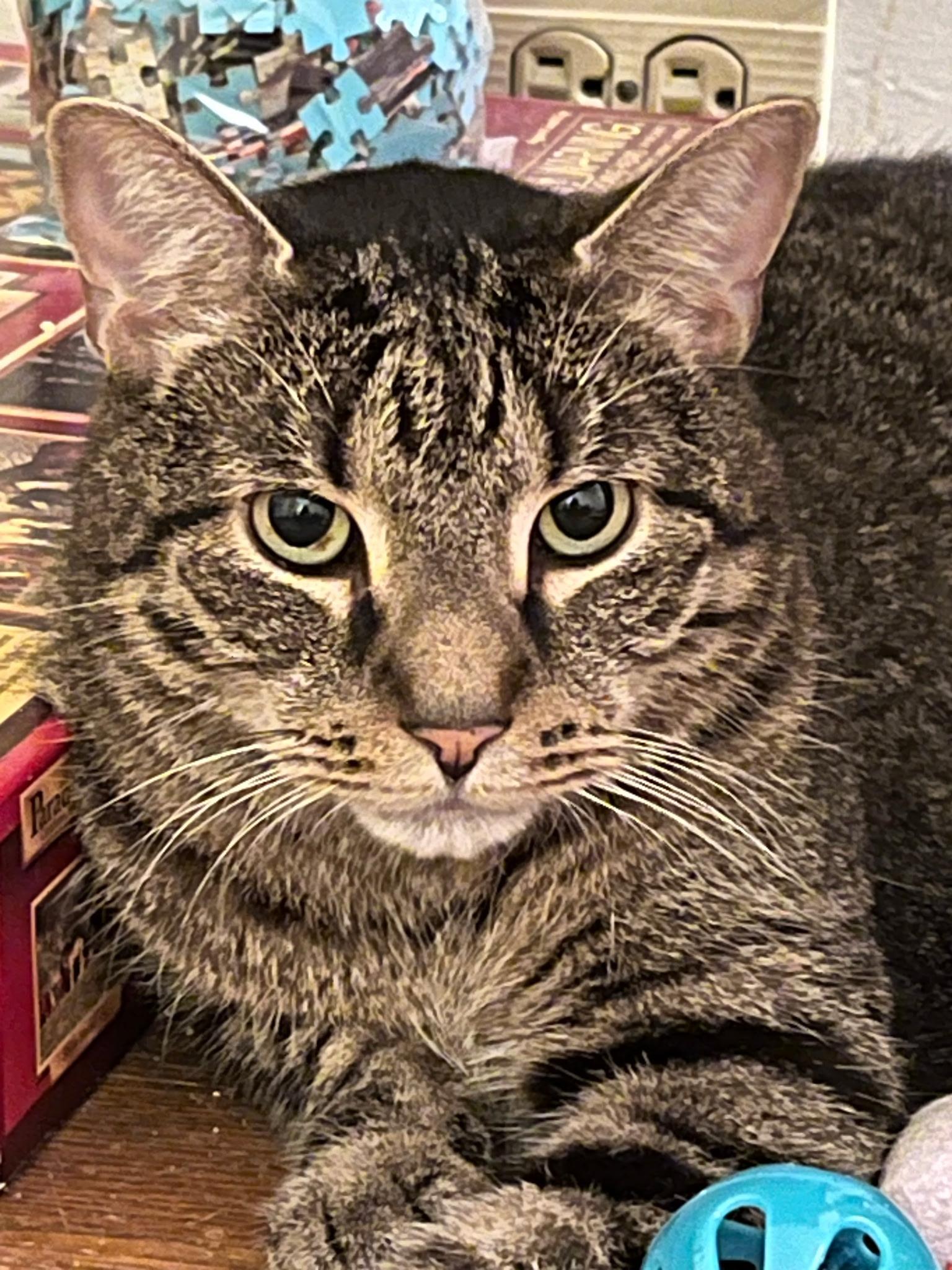 Enlarge Zeppelin & Floyd, a Adoptable Domestic Short Hair in Canton, MA image 2/6