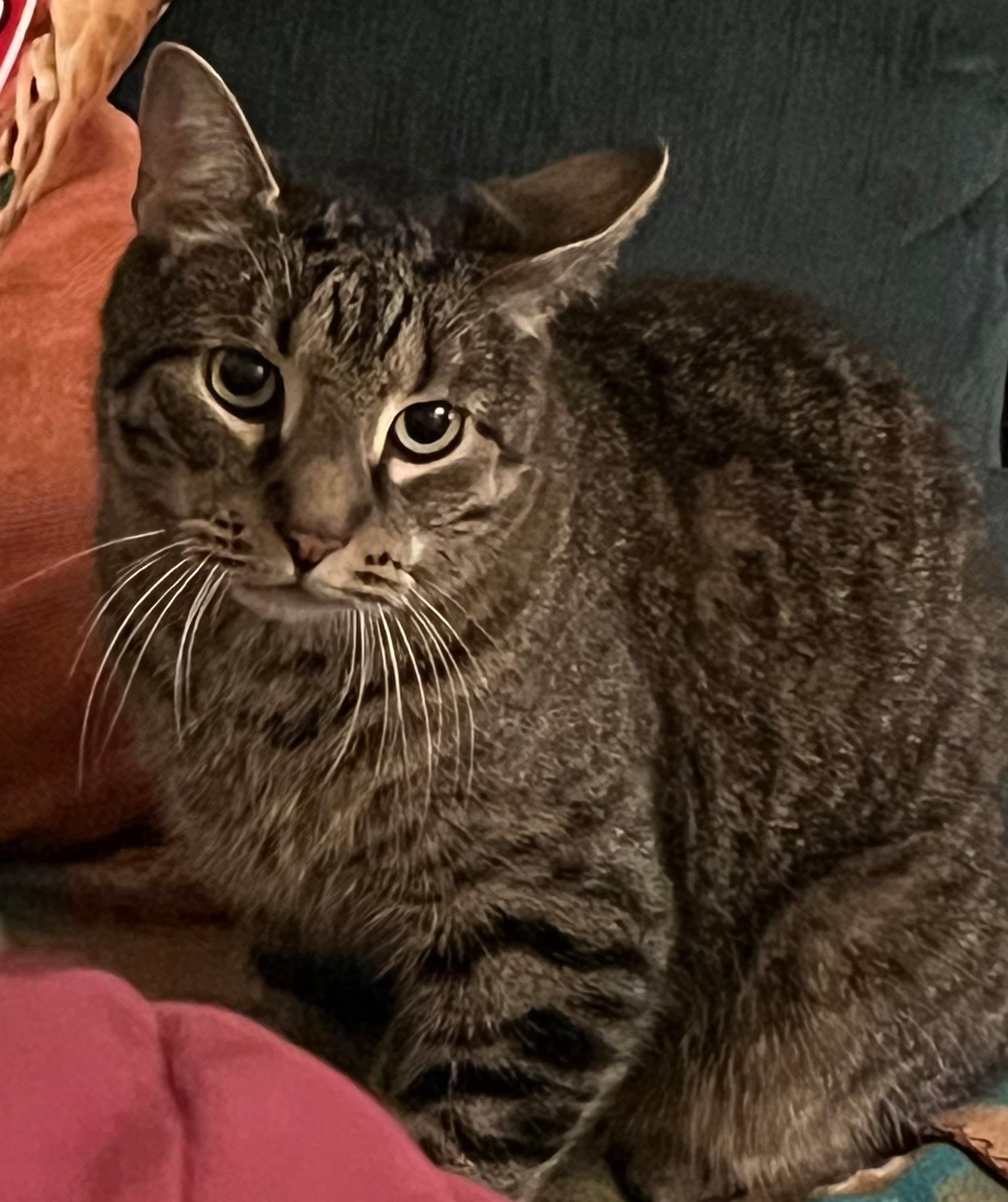 Zeppelin & Floyd, Adoptable, Adult Male Domestic Short Hair.