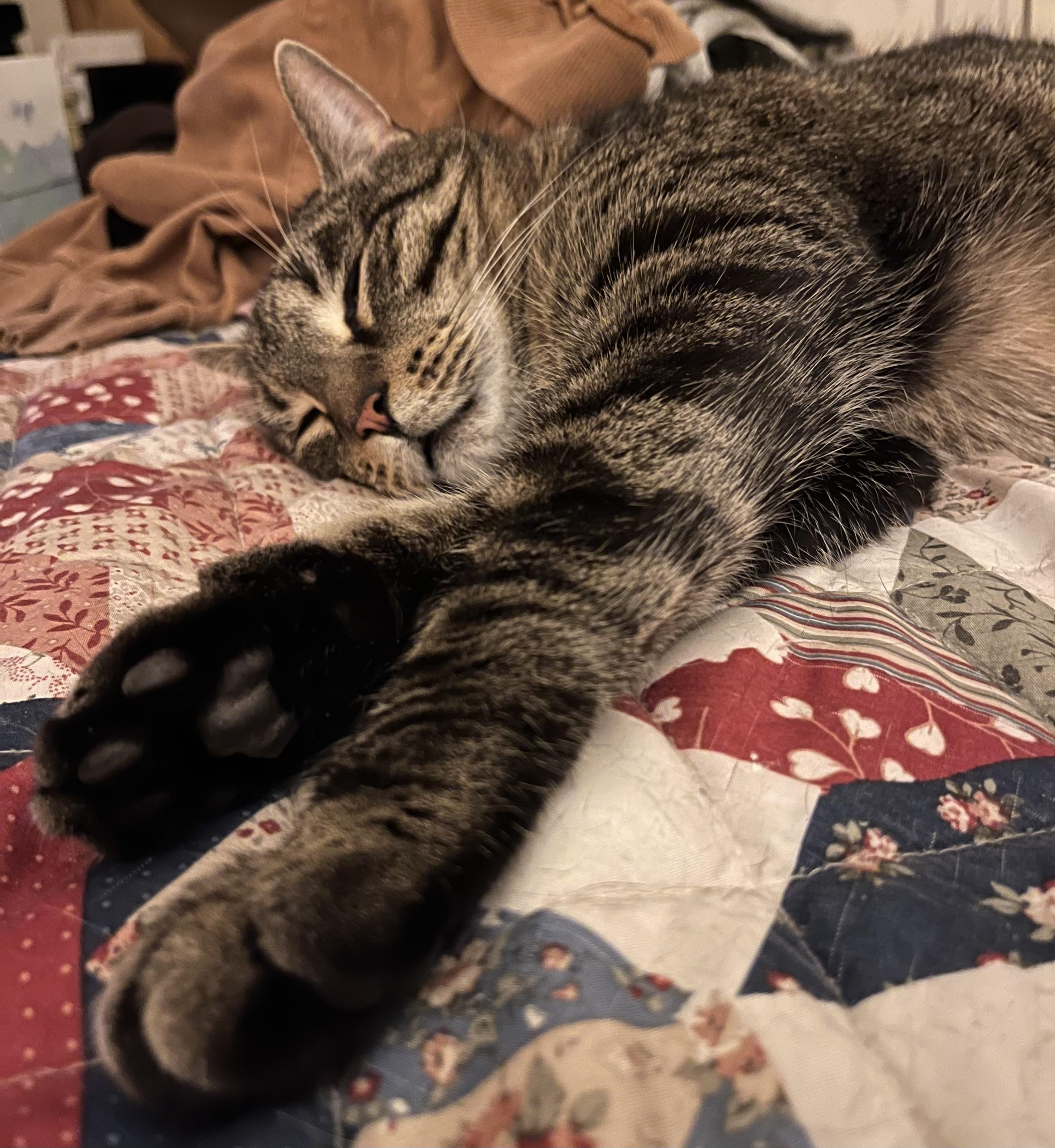 Enlarge Zeppelin & Floyd, a Adoptable Domestic Short Hair in Canton, MA image 1/5
