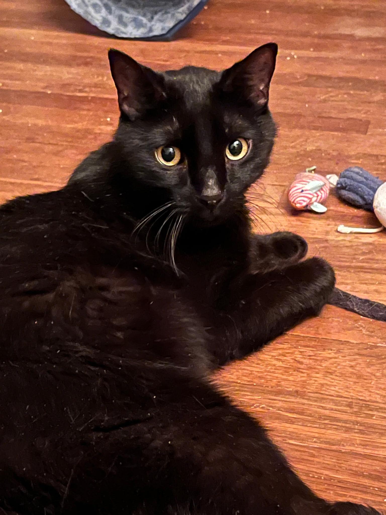 Enlarge Zeppelin & Floyd, a Adoptable Domestic Short Hair in Canton, MA image 4/6