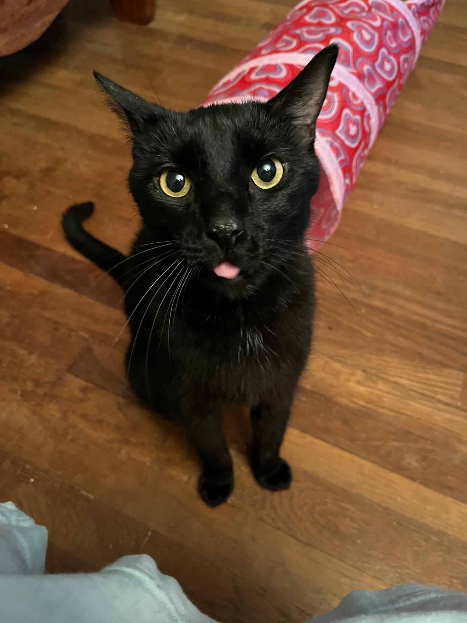 Enlarge Zeppelin & Floyd, a Adoptable Domestic Short Hair in Canton, MA image 5/6