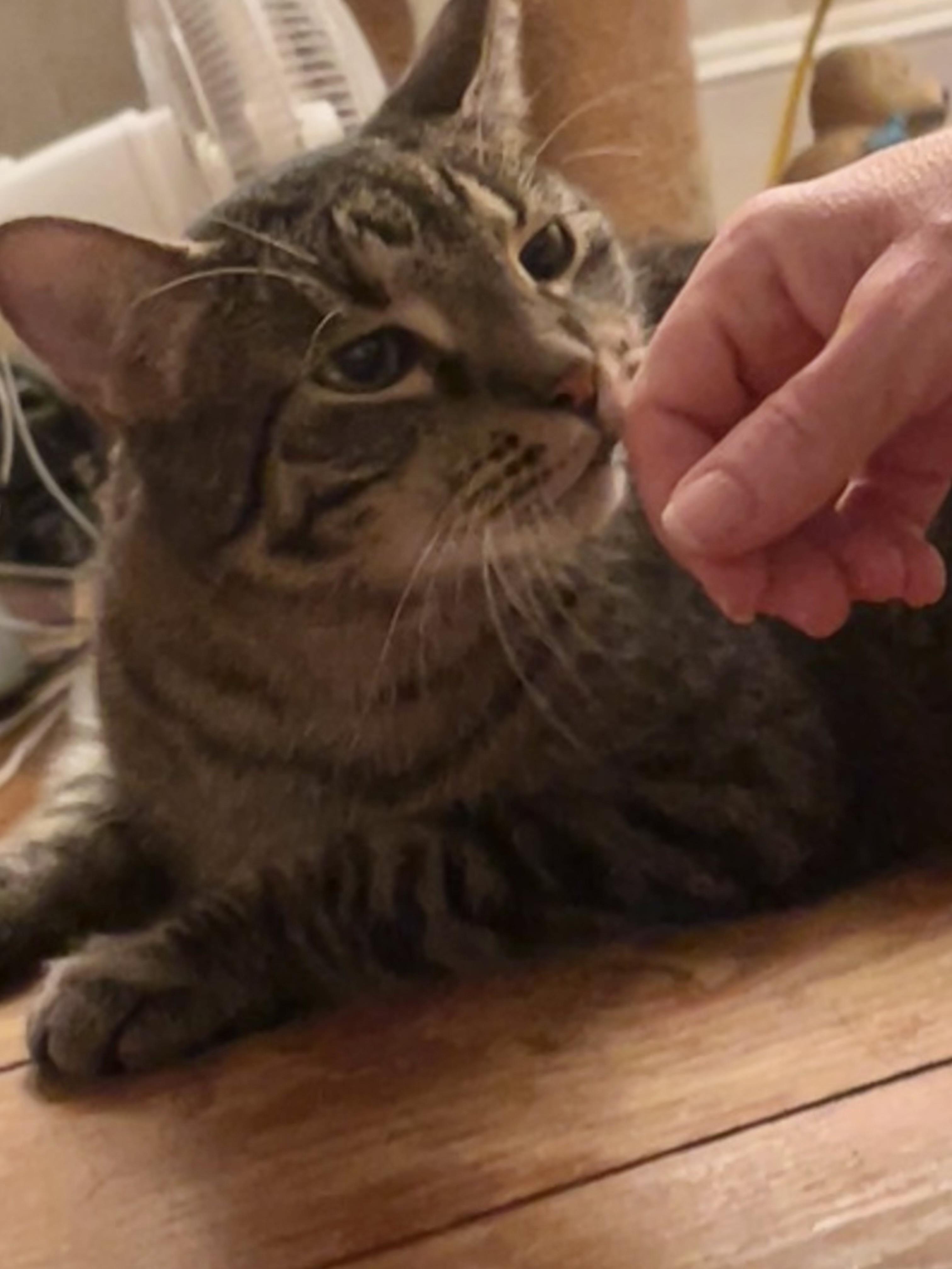 Enlarge Zeppelin & Floyd, a Adoptable Domestic Short Hair in Canton, MA image 6/6