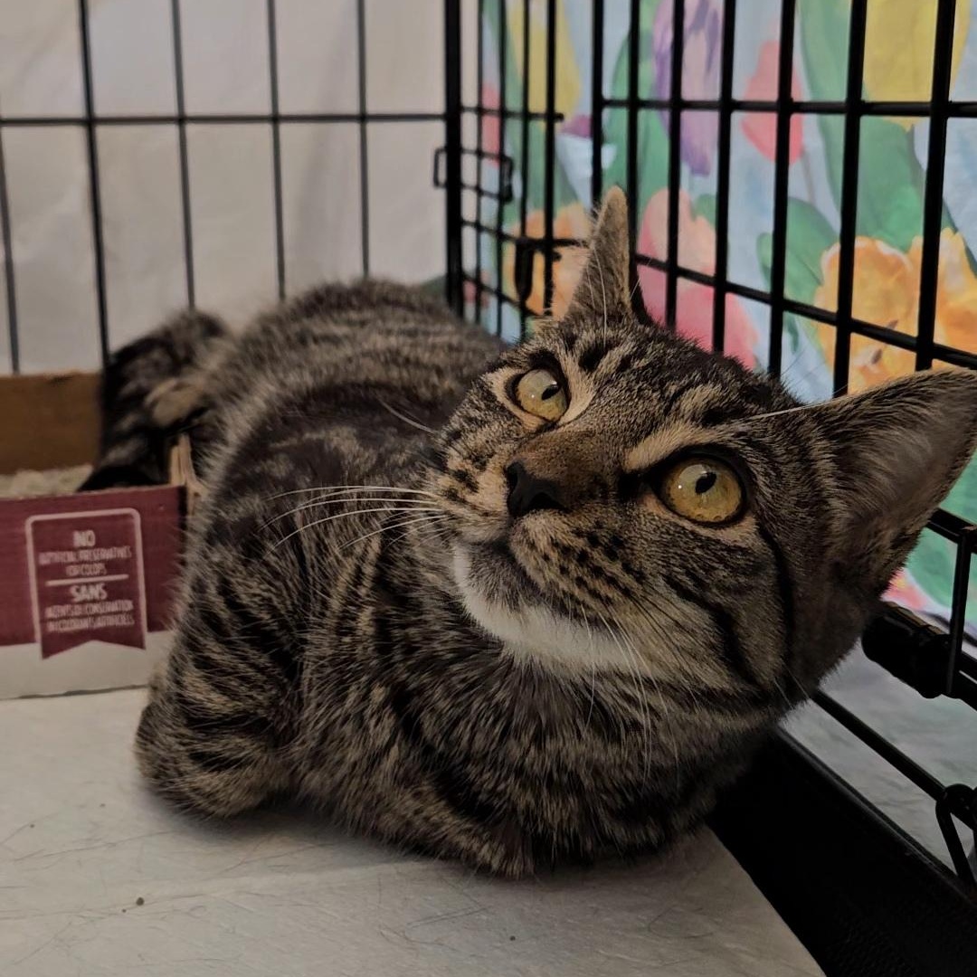 Enlarge Velvet N. - Silky Little Sweetheart, an adopted Domestic Short Hair in New York, NY image 5/5