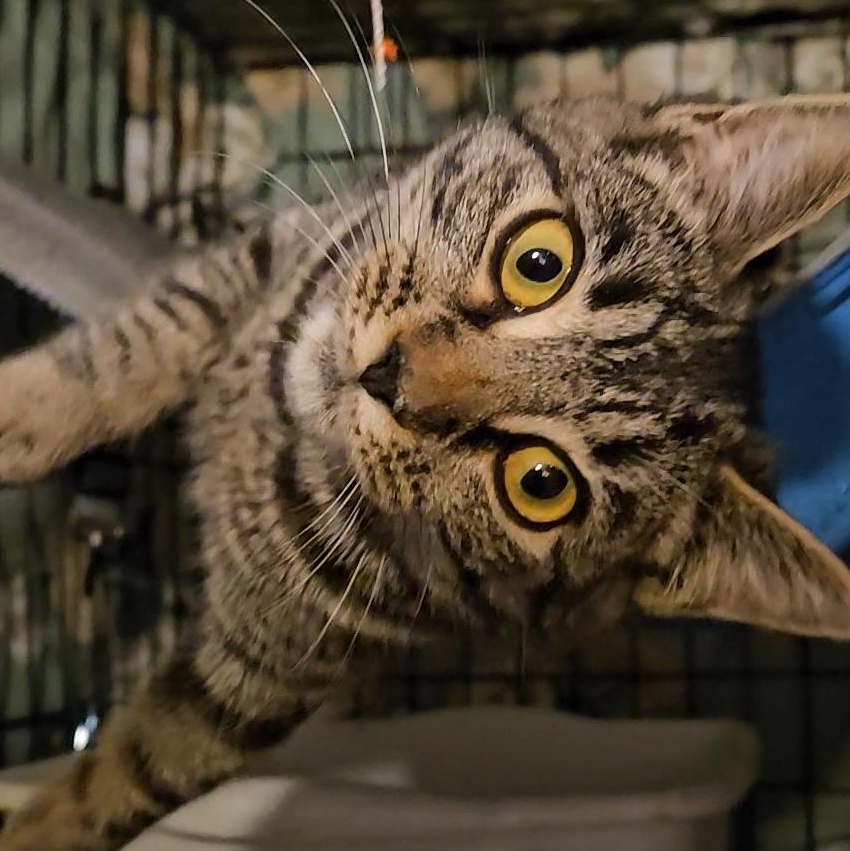 Enlarge Velvet N. - Silky Little Sweetheart, an adopted Domestic Short Hair in New York, NY image 3/5