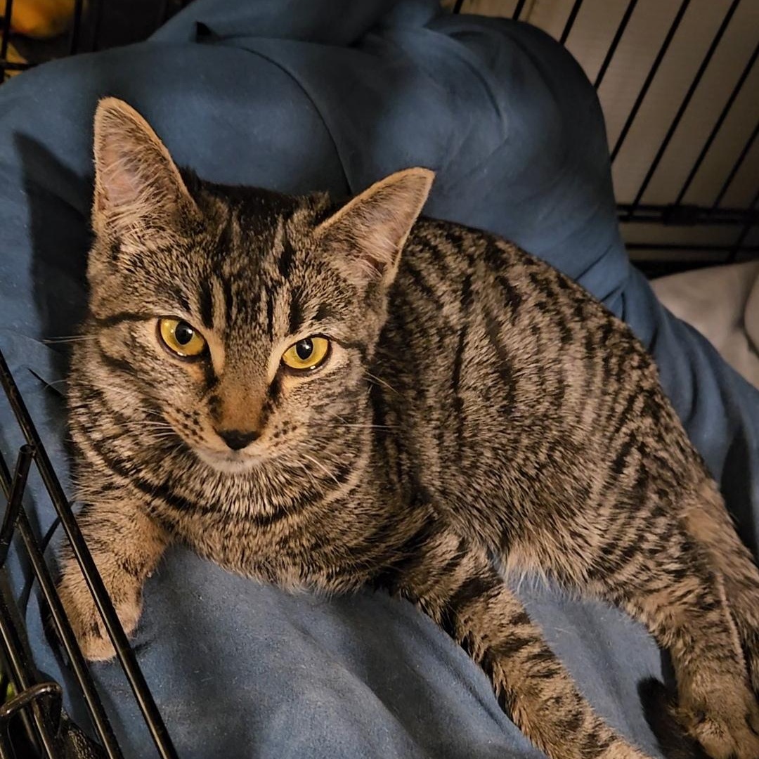 Enlarge Velvet N. - Silky Little Sweetheart, an adopted Domestic Short Hair in New York, NY image 2/5
