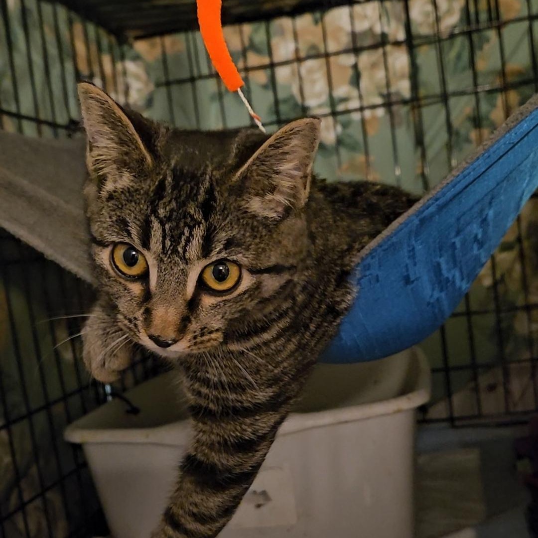 Enlarge Velvet N. - Silky Little Sweetheart, an adopted Domestic Short Hair in New York, NY image 4/5