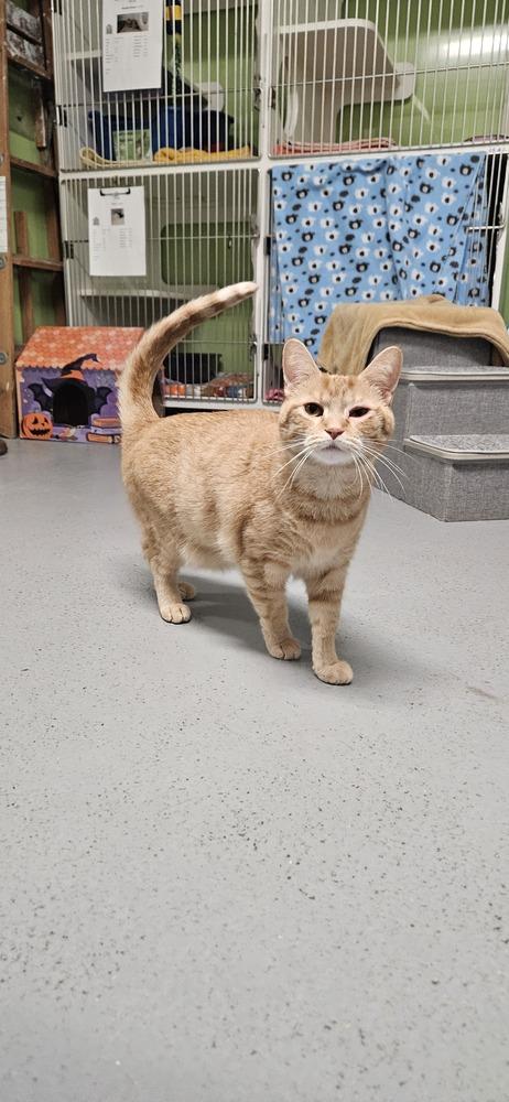 Charisma, Adoptable, Adult Male Domestic Short Hair.