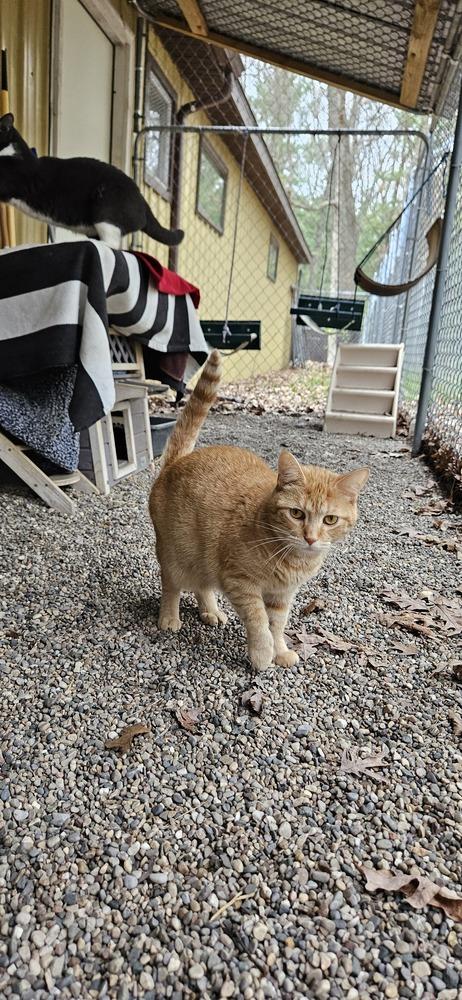 Enlarge Charisma, a Adoptable mixed breed in Muskegon, MI image 2/4