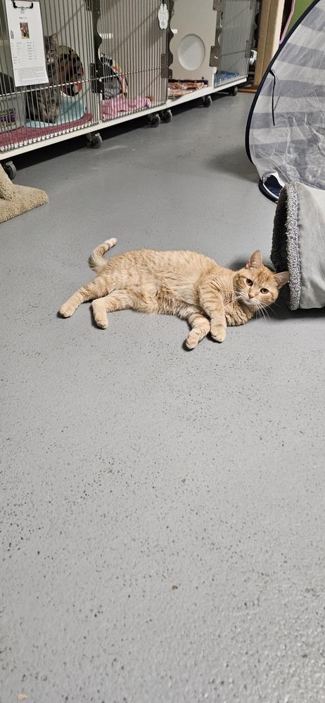 Enlarge Charisma, a Adoptable mixed breed in Muskegon, MI image 3/4