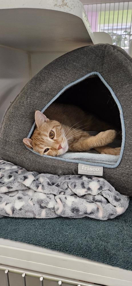 Enlarge Charisma, a Adoptable mixed breed in Muskegon, MI image 1/1