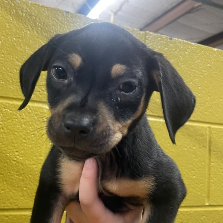 Maleficent, Adoptable, Puppy Female Miniature Pinscher & Dachshund.