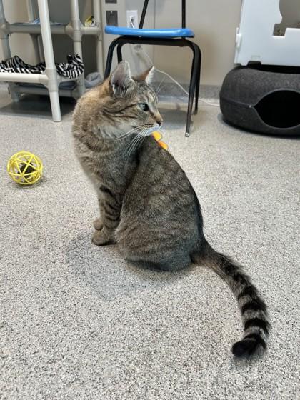 Enlarge Cosmo, a ADOPTABLE Domestic Short Hair in Hamilton, MT image 6/6