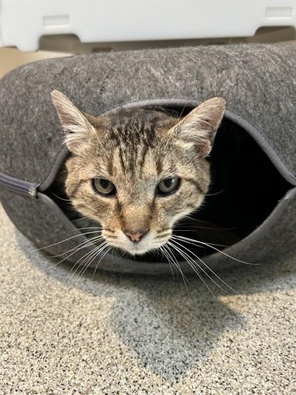 Enlarge Cosmo, a ADOPTABLE Domestic Short Hair in Hamilton, MT image 4/6