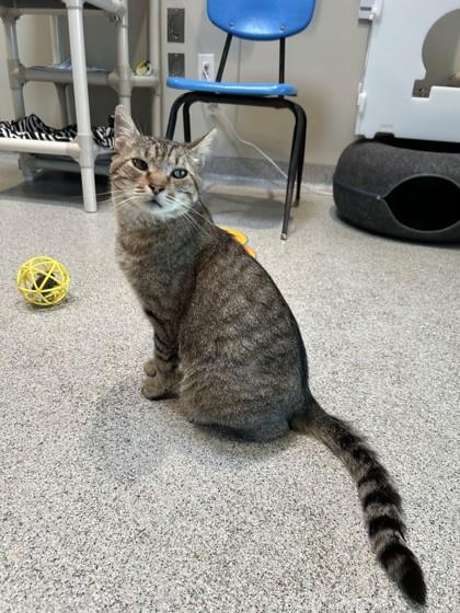 Enlarge Cosmo, a ADOPTABLE Domestic Short Hair in Hamilton, MT image 2/6