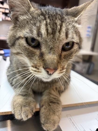 Enlarge Cosmo, a ADOPTABLE Domestic Short Hair in Hamilton, MT image 3/6