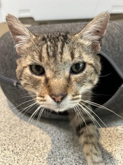 Cosmo, ADOPTABLE, Senior Male Domestic Short Hair.