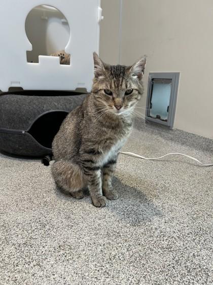 Enlarge Cosmo, a ADOPTABLE Domestic Short Hair in Hamilton, MT image 5/6