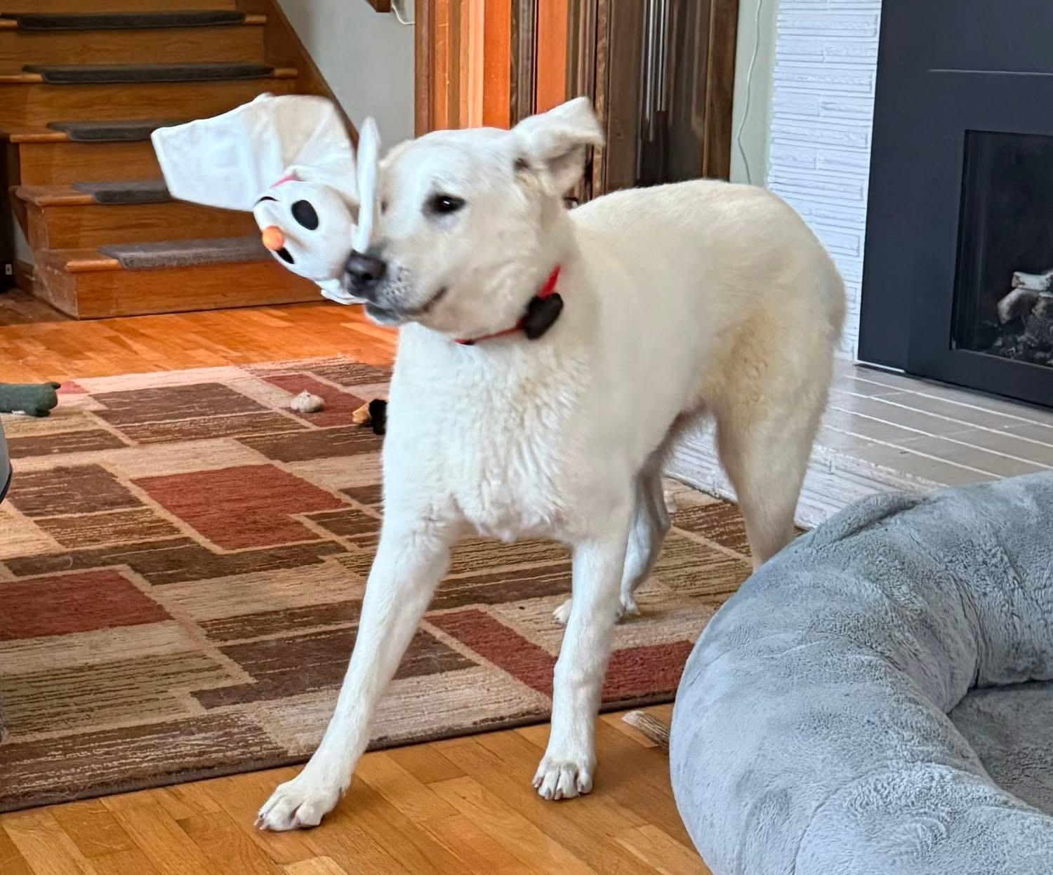 Lilly , an adopted mixed breed in Eugene, OR image 4/4