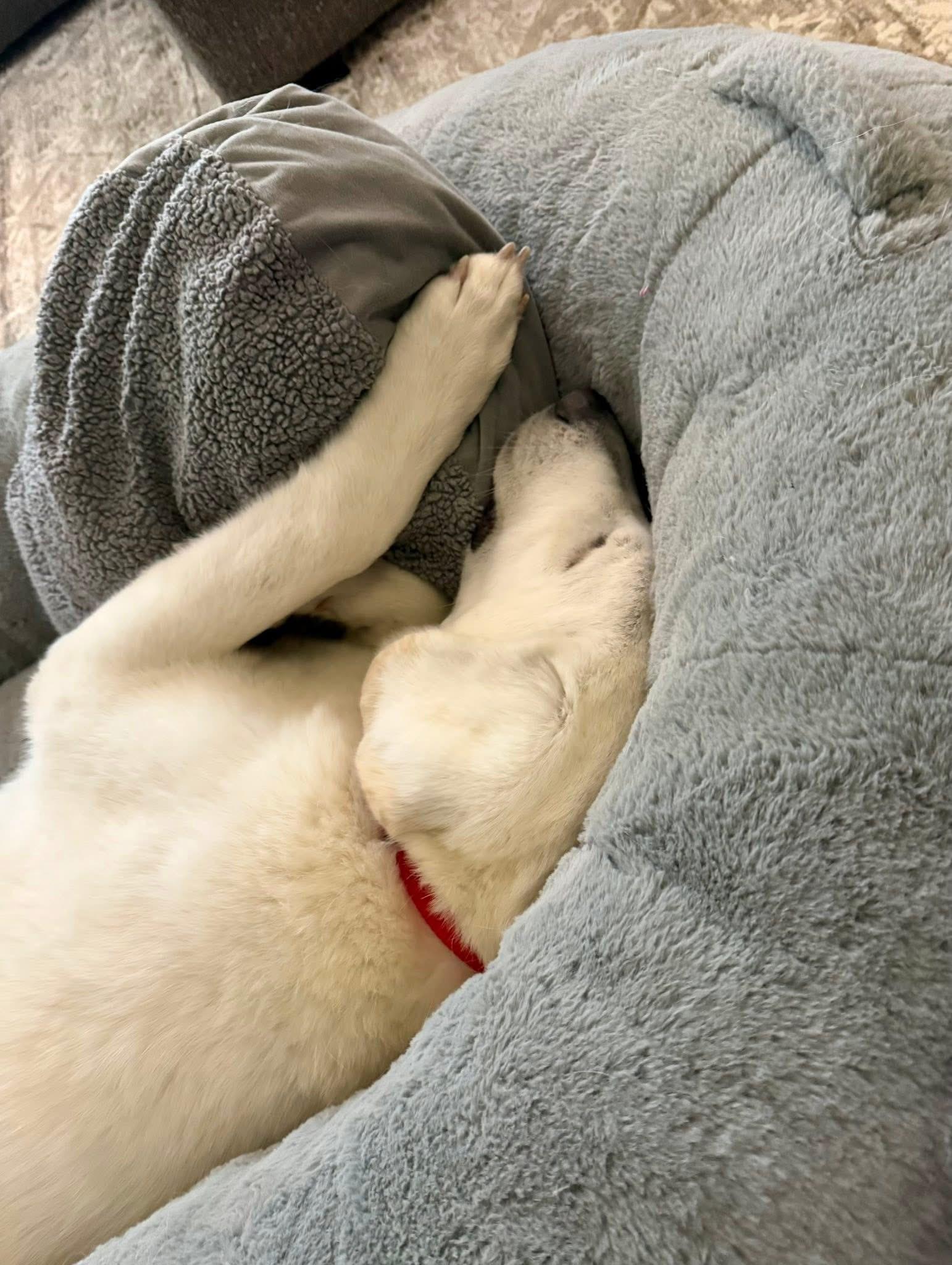 Lilly , an adopted mixed breed in Eugene, OR image 3/4