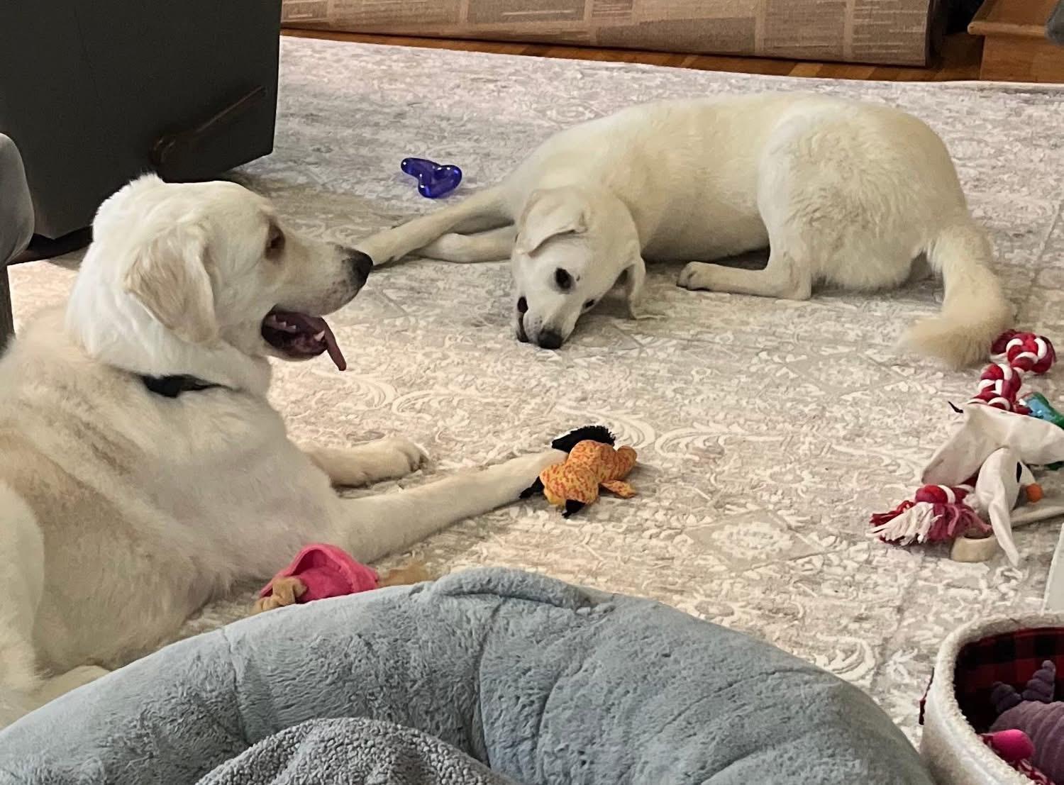 Lilly , an adopted mixed breed in Eugene, OR image 2/4