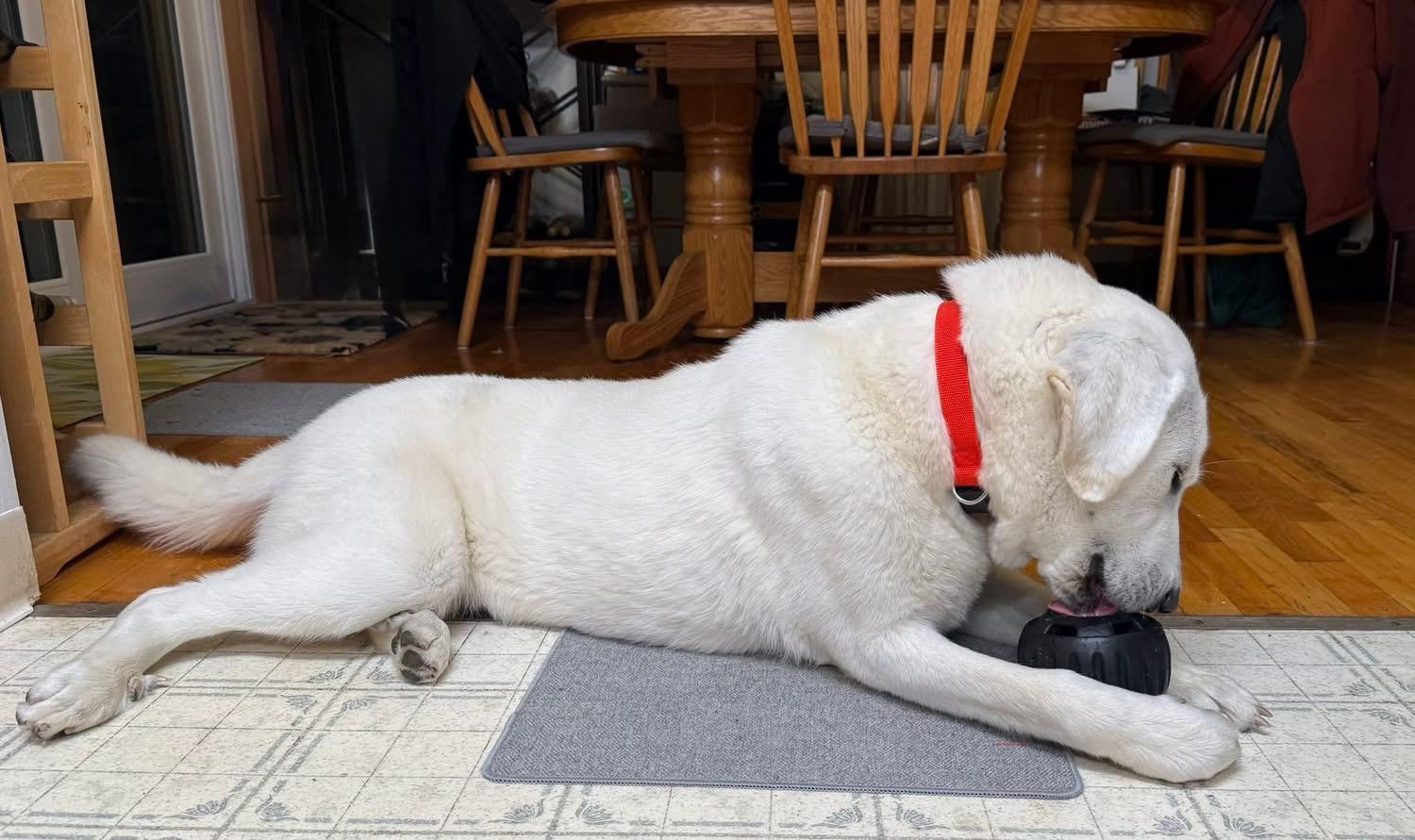 Lilly , ADOPTABLE, Adult Female Akbash.