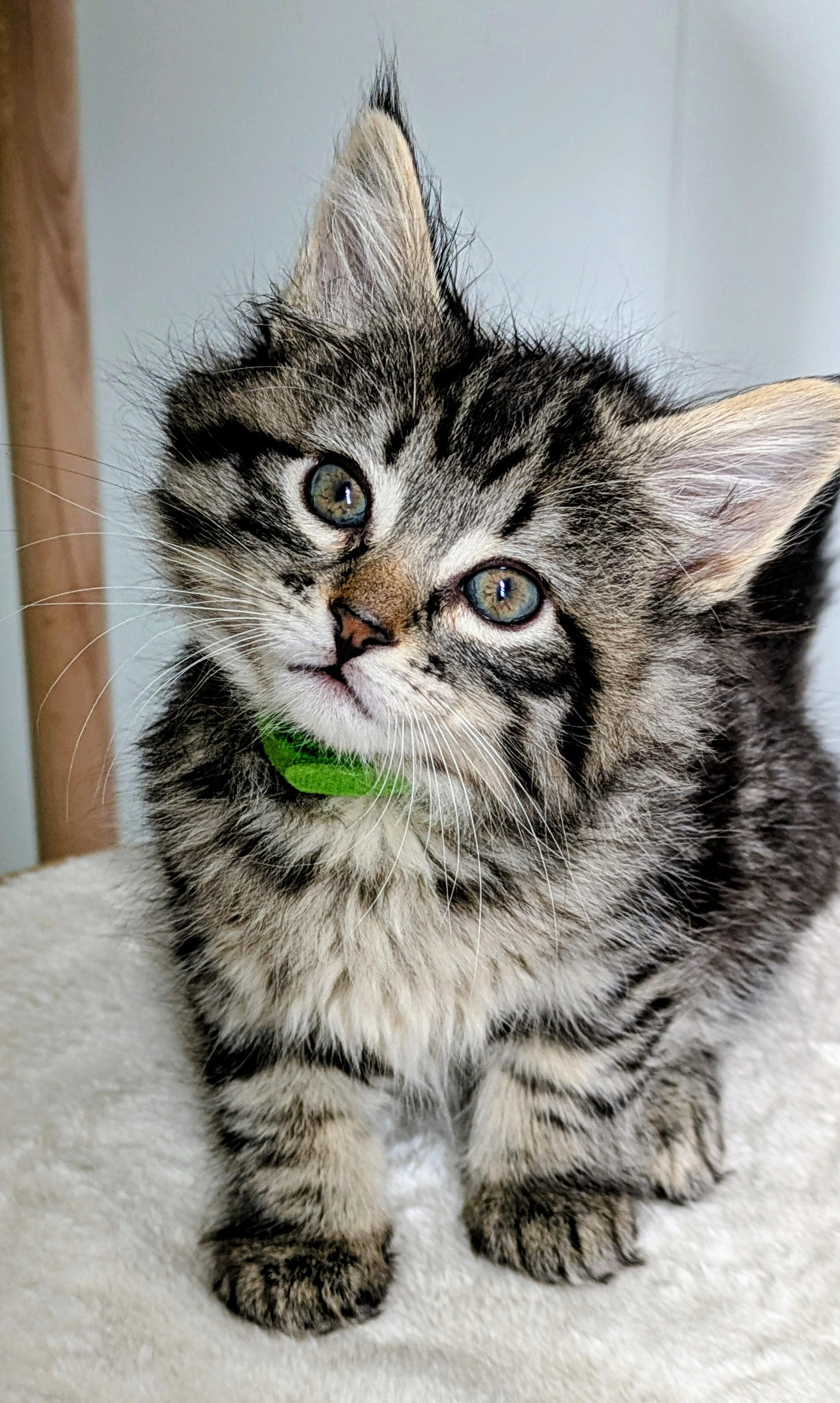 River, ADOPTABLE, Young Female Domestic Long Hair.