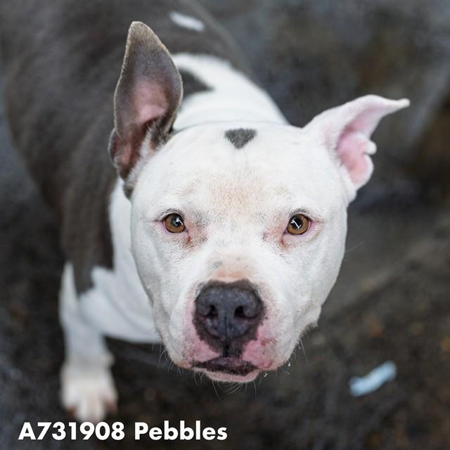 PEBBLES, Adoptable, Adult Female Pit Bull Terrier & Mixed Breed.